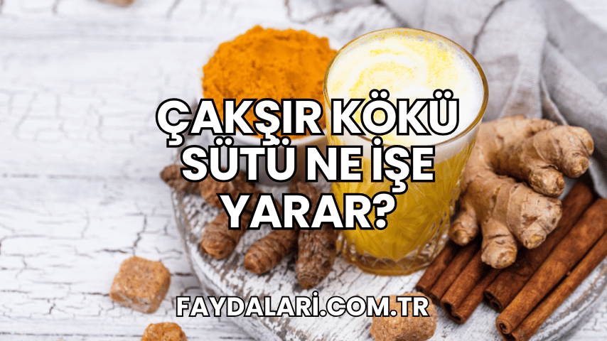 Çakşır Kökü Sütü Ne İşe Yarar?