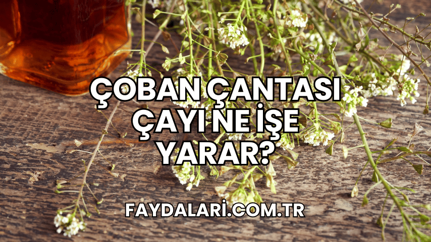 Çoban Çantası Çayı Ne İşe Yarar?