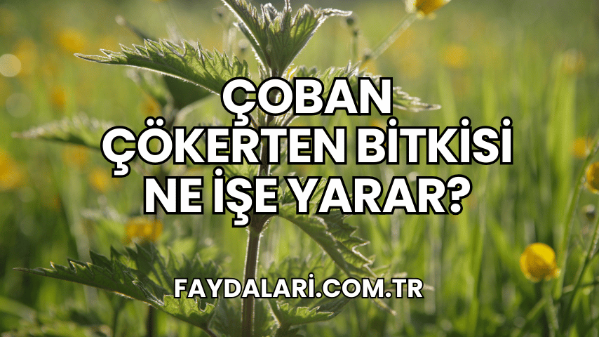 Çoban Çökerten Bitkisi Ne İşe Yarar?