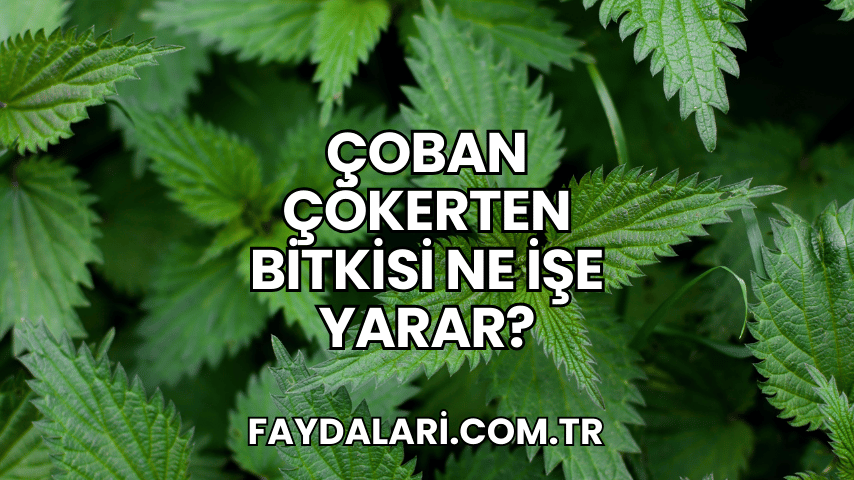 Çoban Çökerten Bitkisi Ne İşe Yarar?