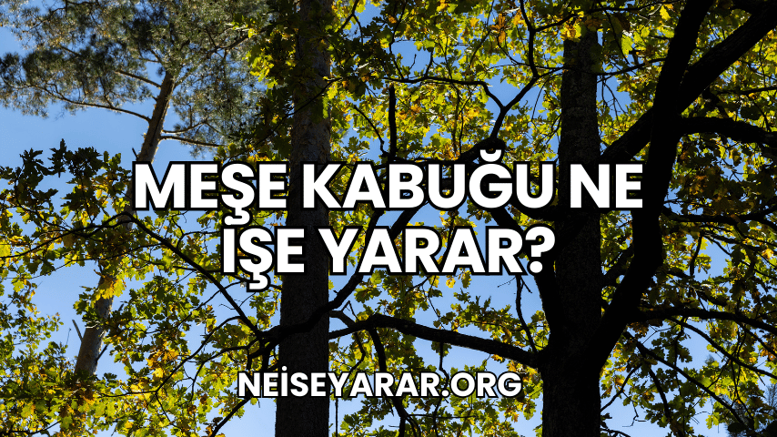 Meşe Kabuğu Ne İşe Yarar