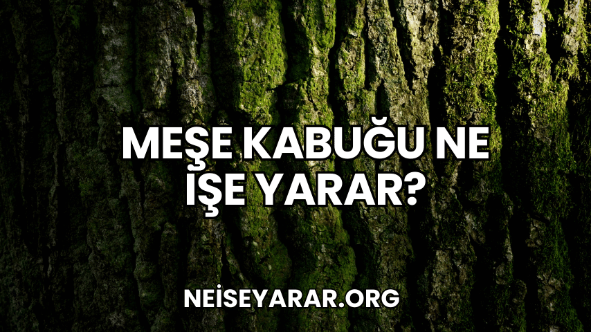 Meşe Kabuğu Ne İşe Yarar