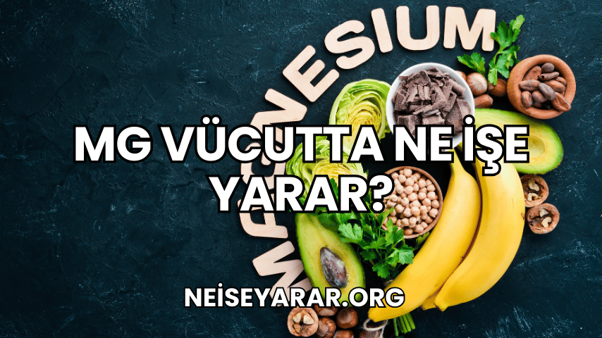 Mg Vücutta Ne İşe Yarar