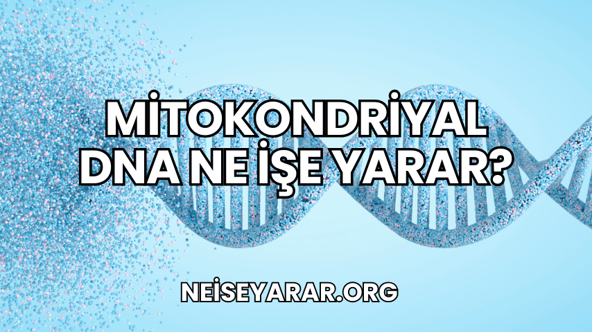 Mitokondriyal DNA Ne İşe Yarar