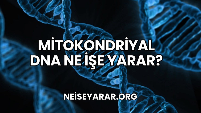 Mitokondriyal DNA Ne İşe Yarar