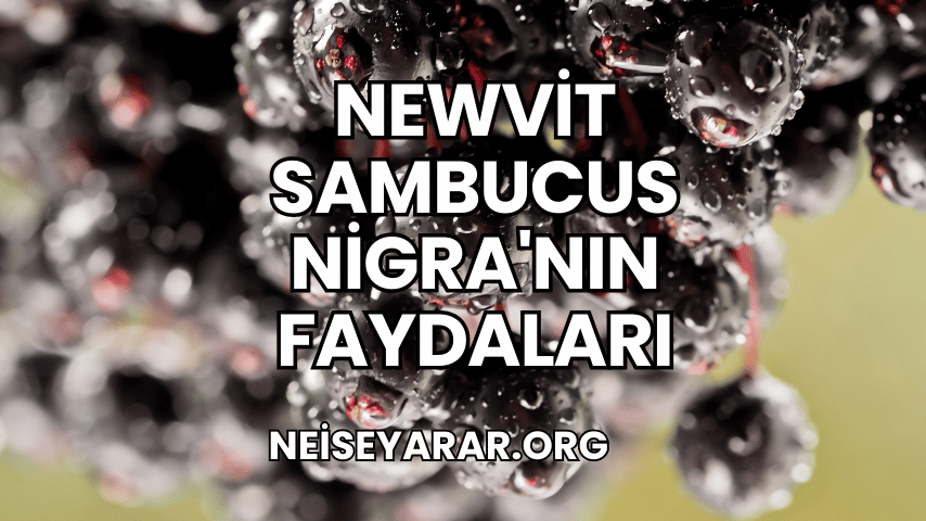 Newvit Sambucus Nigra'nın Faydaları