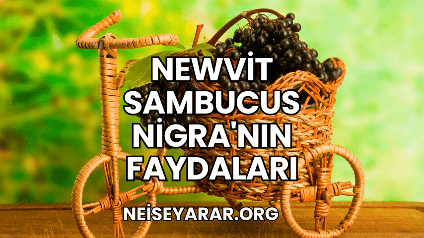 Newvit Sambucus Nigra'nın Faydaları