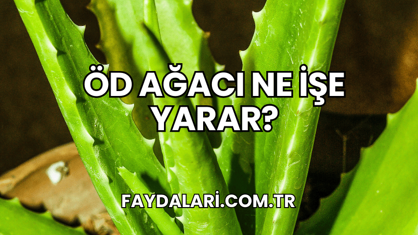 Öd Ağacı Ne İşe Yarar?