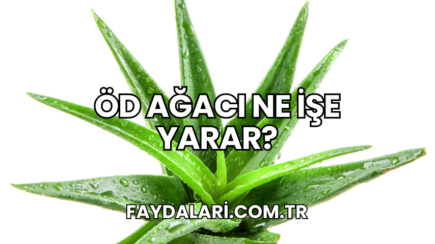 Öd Ağacı Ne İşe Yarar?