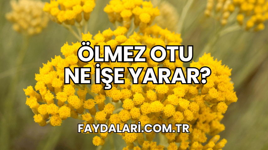 Ölmez Otu Ne İşe Yarar?