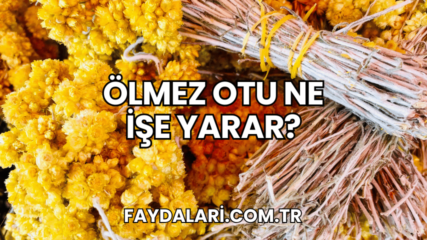 Ölmez Otu Ne İşe Yarar?