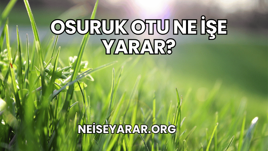 Osuruk Otu Ne İşe Yarar?