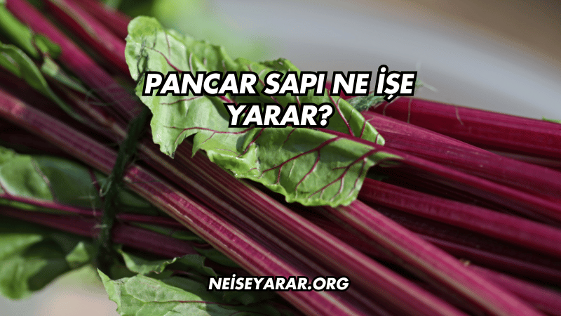 Pancar Sapı Ne İşe Yarar?