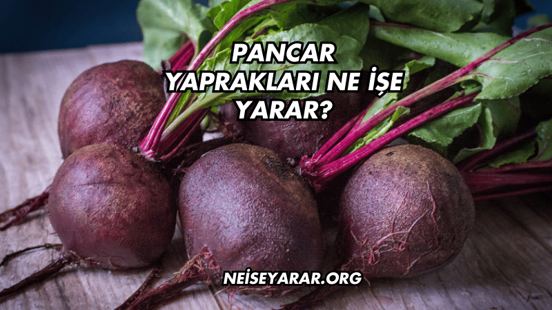 Pancar Yaprakları Ne İşe Yarar?