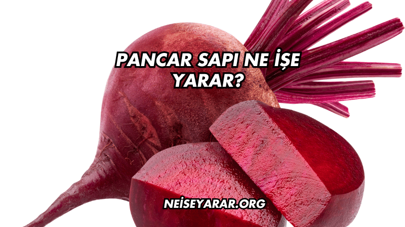 Pancar Sapı Ne İşe Yarar?