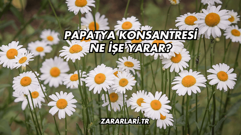 Papatya Konsantresi Ne İşe Yarar?