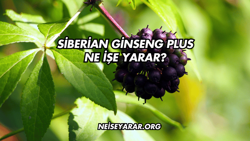 Siberian Ginseng Plus Ne İşe Yarar?