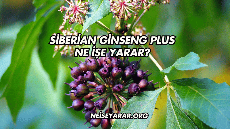 Siberian Ginseng Plus Ne İşe Yarar?