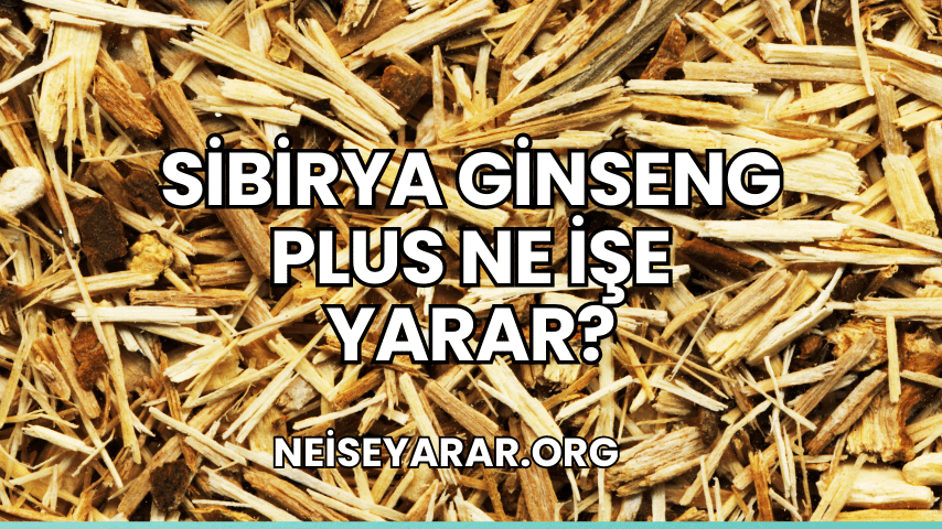 Sibirya Ginseng Plus Ne İşe Yarar?