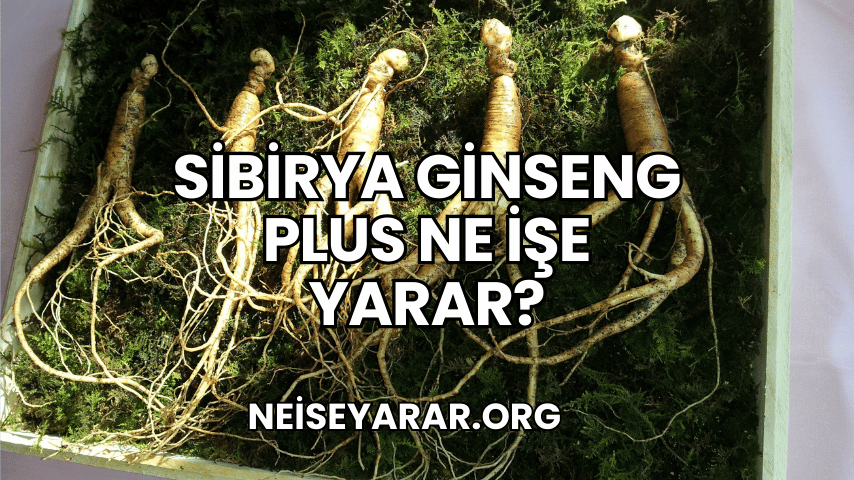 Sibirya Ginseng Plus Ne İşe Yarar?