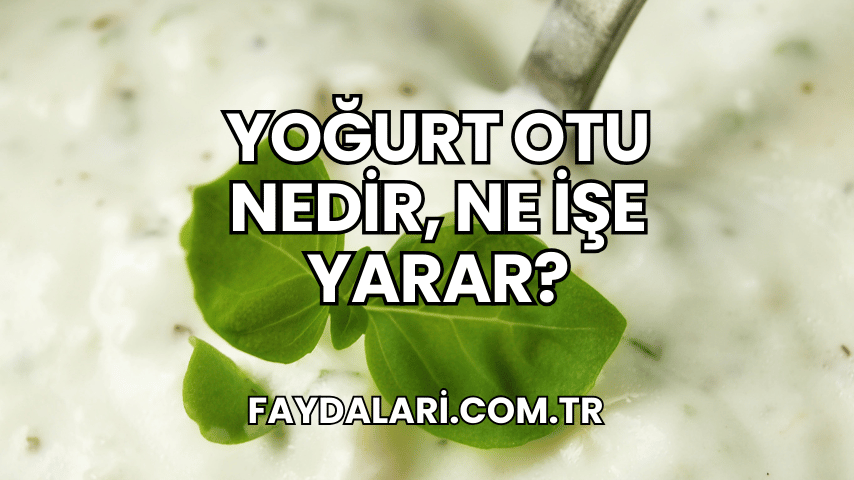 Yoğurt Otu Nedir, Ne İşe Yarar?