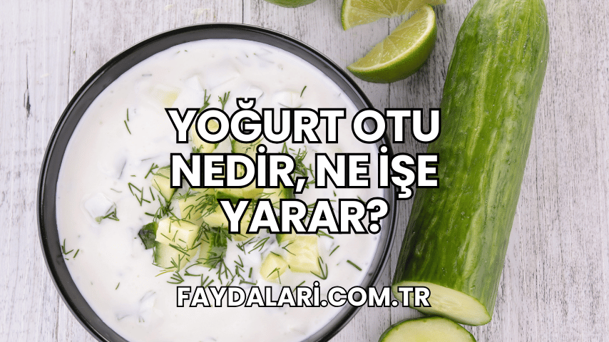 Yoğurt Otu Nedir, Ne İşe Yarar?