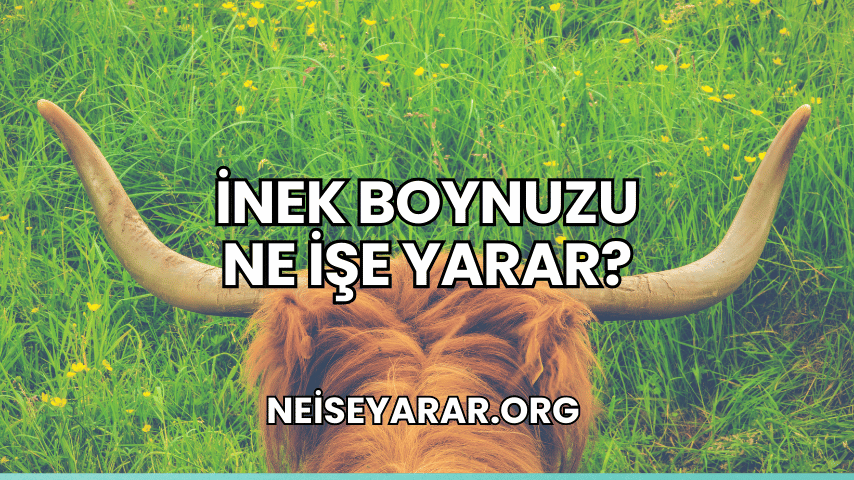 İnek Boynuzu Ne İşe Yarar?