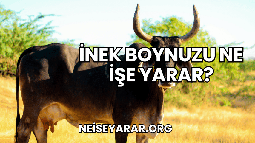 İnek Boynuzu Ne İşe Yarar?