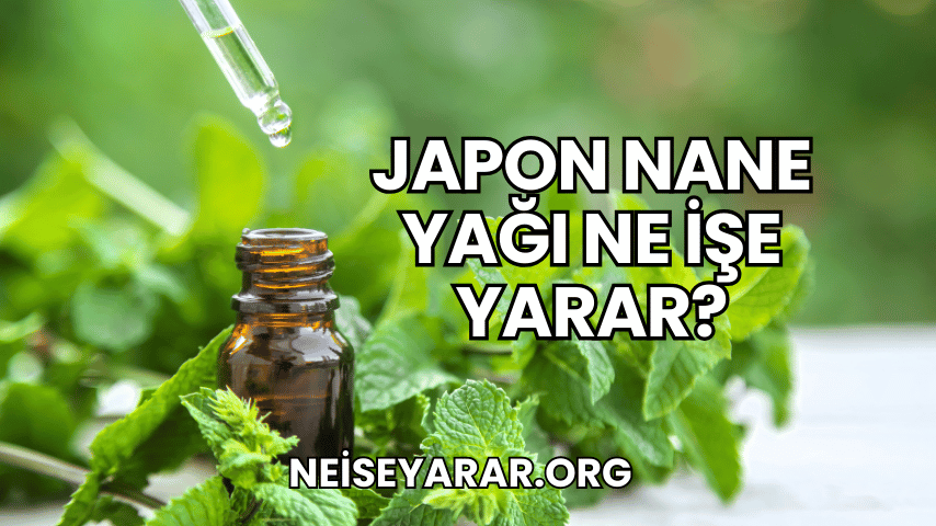 Japon Nane Yağı Ne İşe Yarar?