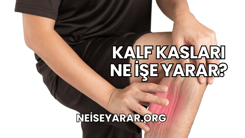 Kalf Kasları Ne İşe Yarar?