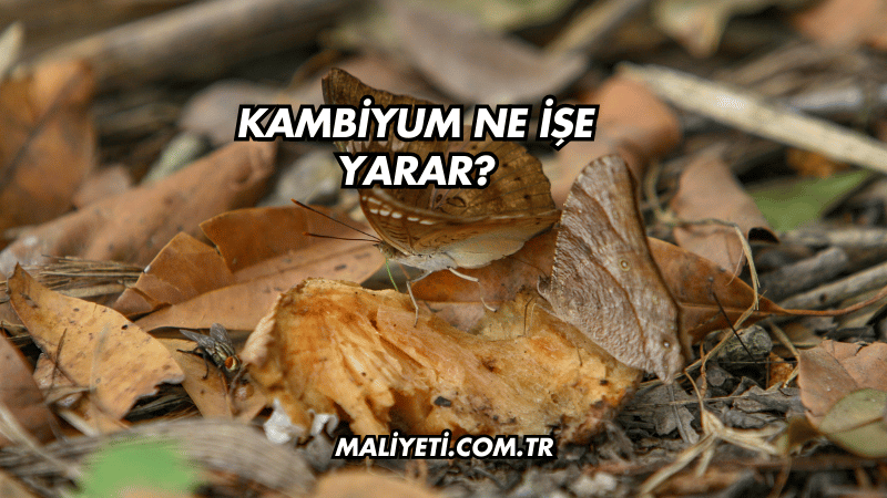 Kambiyum Ne İşe Yarar?