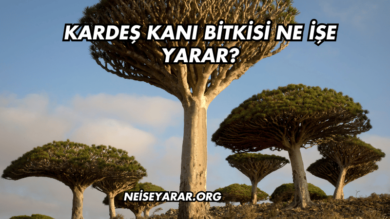 Kardeş Kanı Bitkisi Ne İşe Yarar?