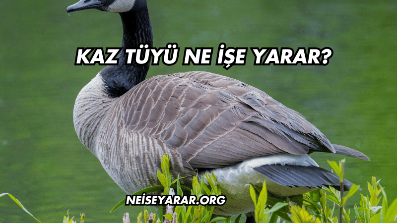 Kaz Tüyü Ne İşe Yarar?