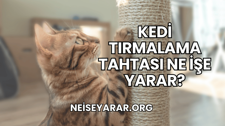 Kedi Tırmalama Tahtası Ne İşe Yarar?