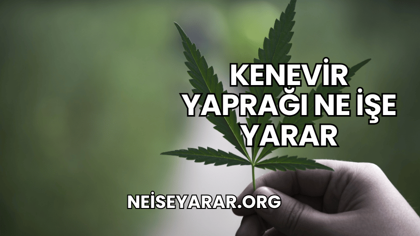 Kenevir Yaprağı Ne İşe Yarar