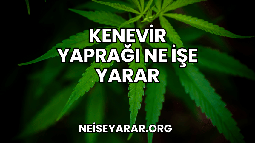 Kenevir Yaprağı Ne İşe Yarar