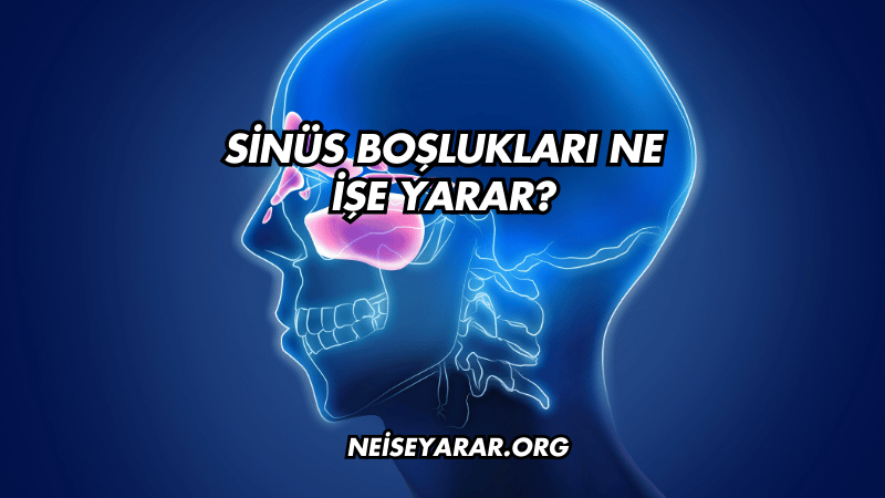 Sinüs Boşlukları Ne İşe Yarar?