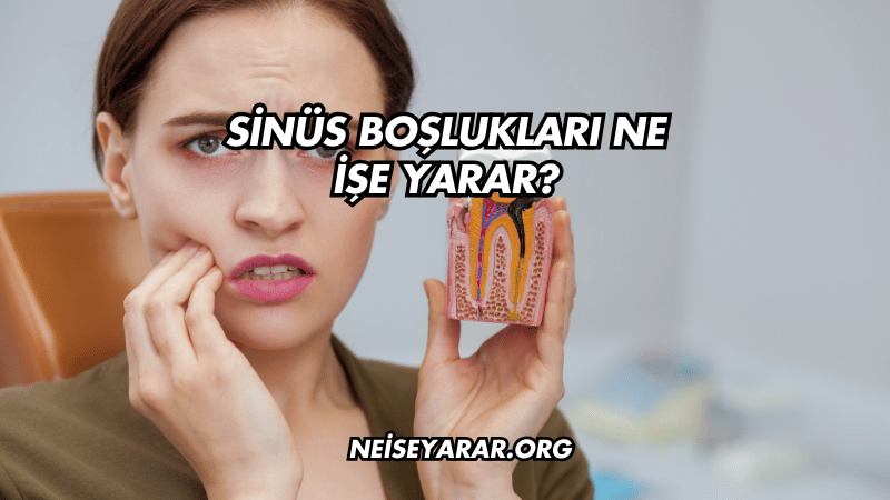 Sinüs Boşlukları Ne İşe Yarar?