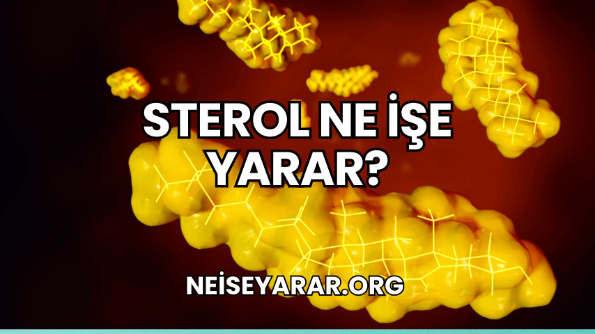 Sterol Ne İşe Yarar?