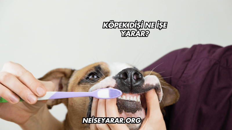 Köpek Dişi Ne İşe Yarar?