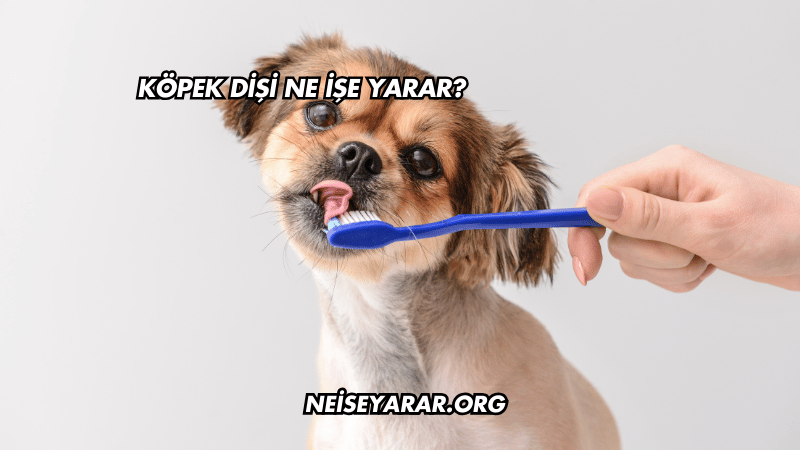 Köpek Dişi Ne İşe Yarar?