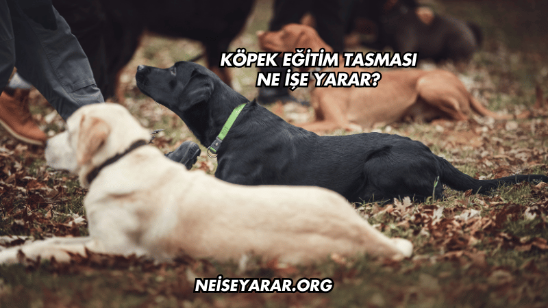 Köpek Eğitim Tasması Ne İşe Yarar?