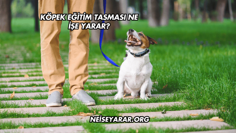 Köpek Eğitim Tasması Ne İşe Yarar?