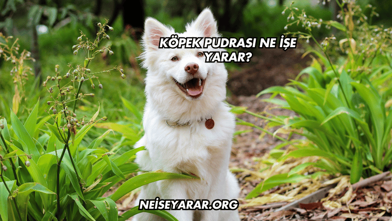 Köpek Pudrası Ne İşe Yarar?