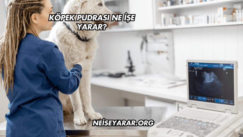 Köpek Pudrası Ne İşe Yarar?