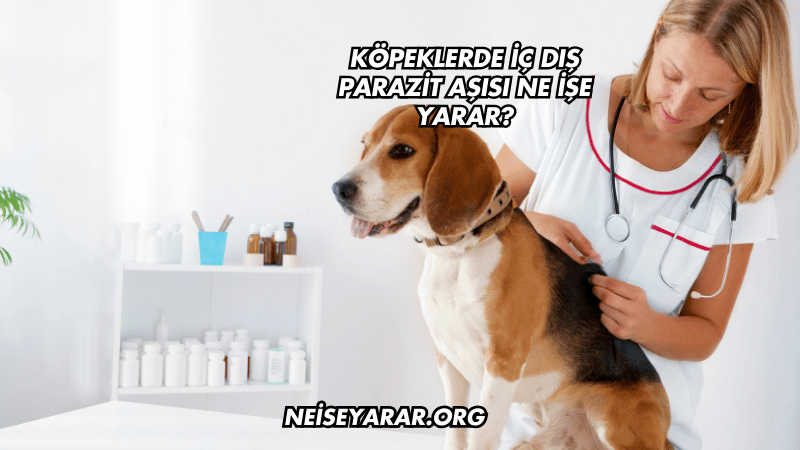 Köpeklerde İç Dış Parazit Aşısı Ne İşe Yarar?