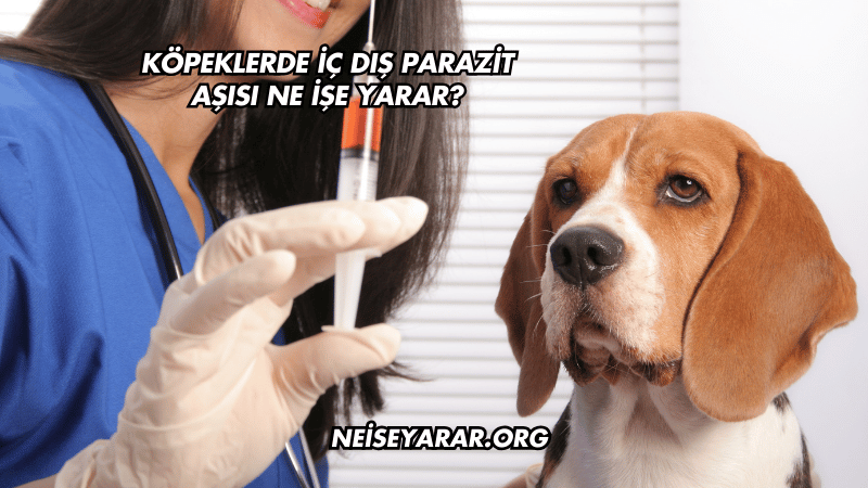 Köpeklerde İç Dış Parazit Aşısı Ne İşe Yarar?