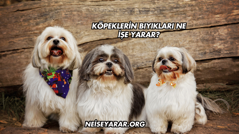 Köpeklerin Bıyıkları Ne İşe Yarar?